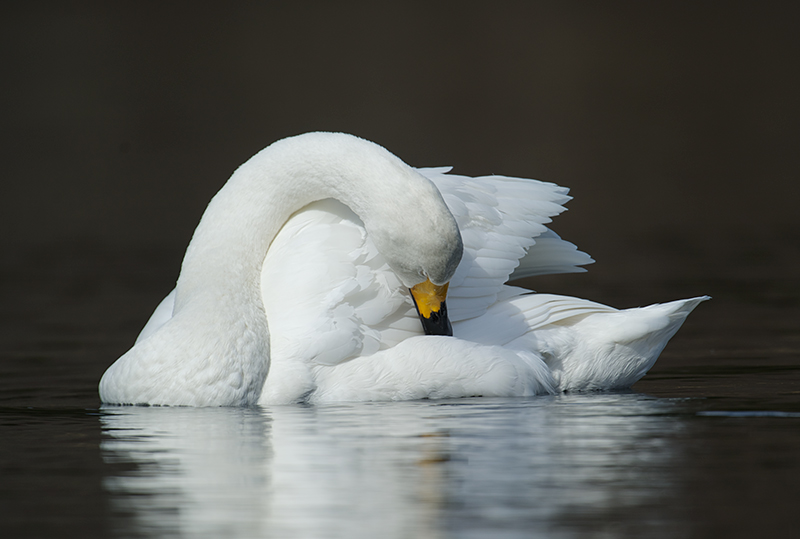 Sangsvane - Whopper Swan (Cygnus cygnus) ad. .jpg